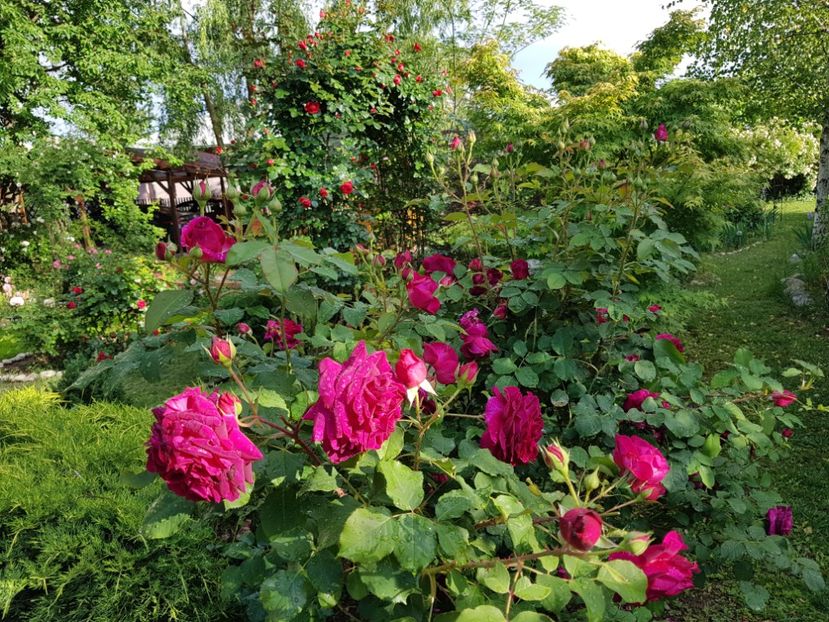  - 2020_Roze_Gradina Rozelor