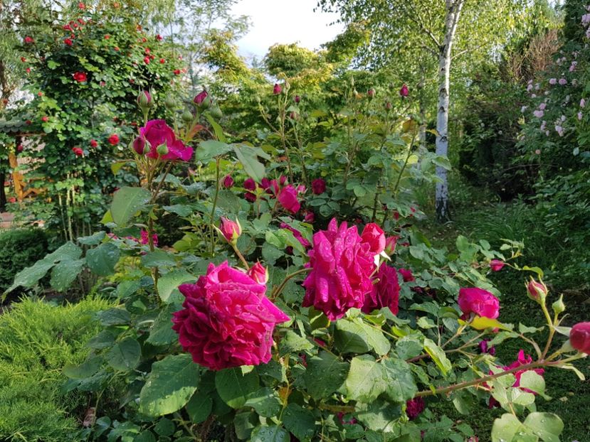  - 2020_Roze_Gradina Rozelor