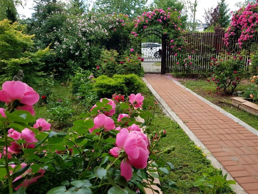 - 2020_Roze_Gradina Rozelor