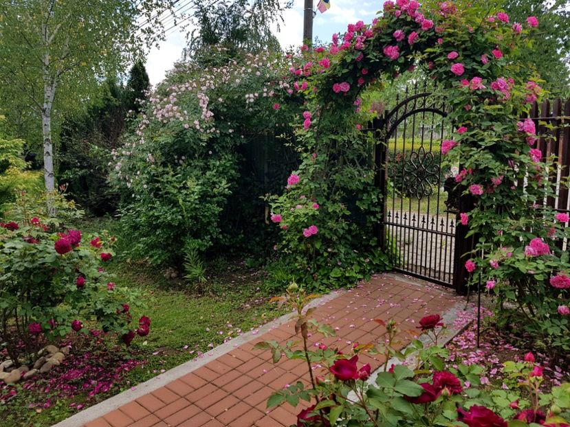  - 2020_Roze_Gradina Rozelor