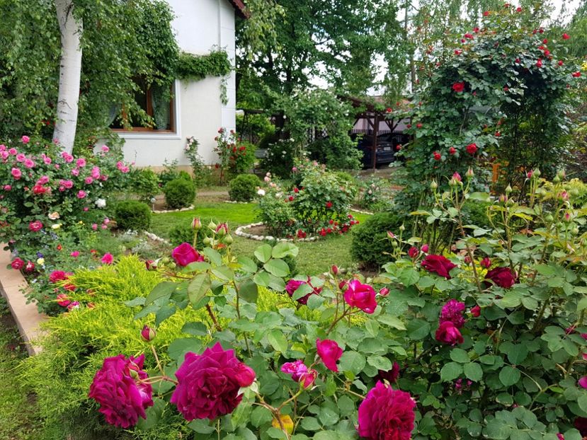  - 2020_Roze_Gradina Rozelor