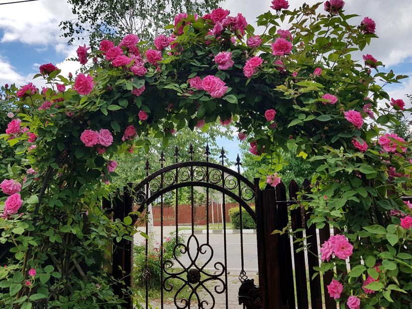  - 2020_Roze_Gradina Rozelor