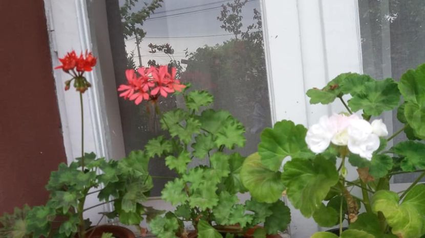  - A - A-Gradina de flori 2020
