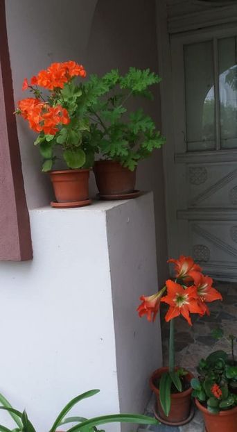  - A - A-Gradina de flori 2020