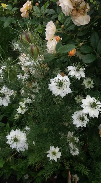  - A - A-Gradina de flori 2020