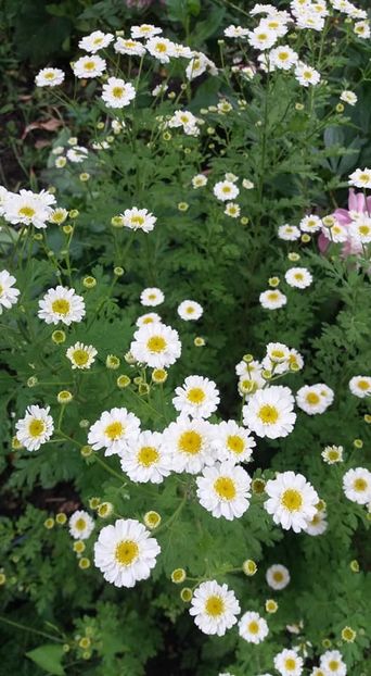  - A - A-Gradina de flori 2020