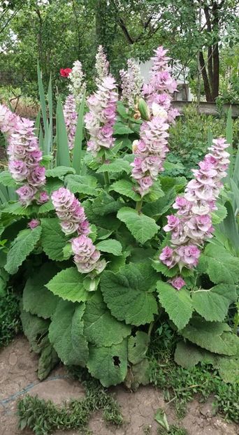  - A - A-Gradina de flori 2020