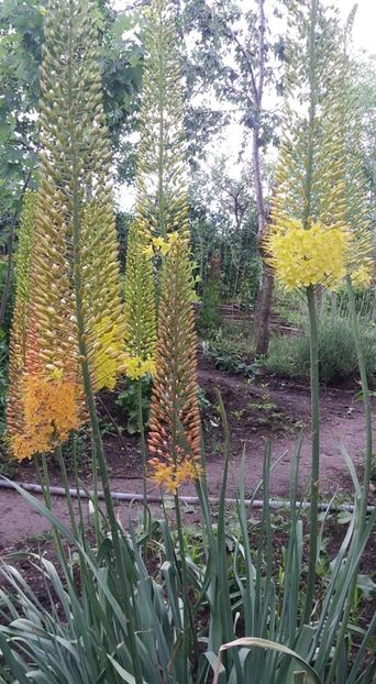  - A - A-Gradina de flori 2020