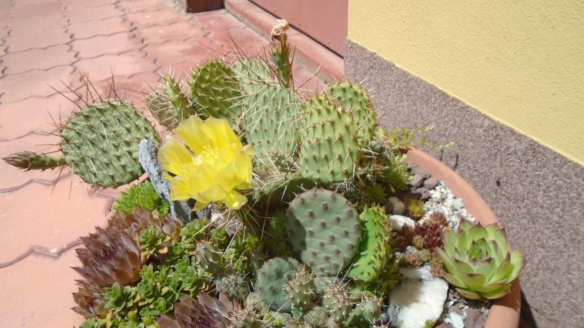 Opuntia phaeacantha - Primavara 2020