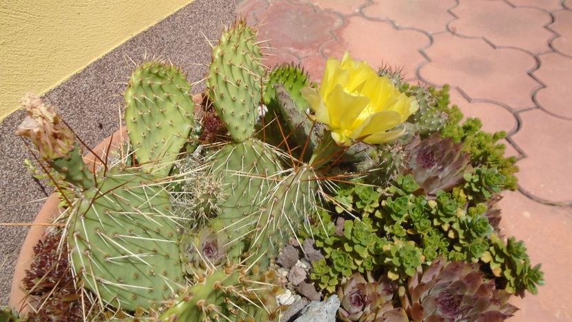 Opuntia phaeacantha - Primavara 2020