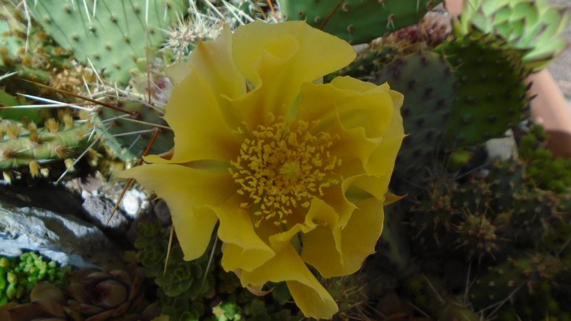 Opuntia phaeacantha - Primavara 2020