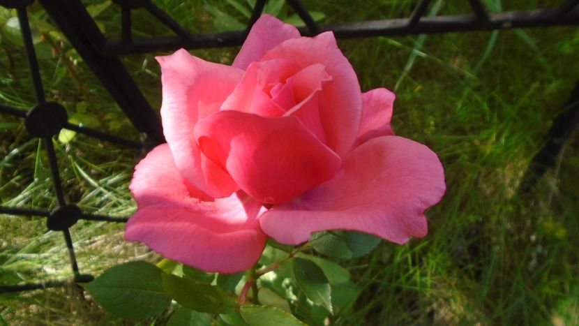 Trandafiri - Primavara 2020