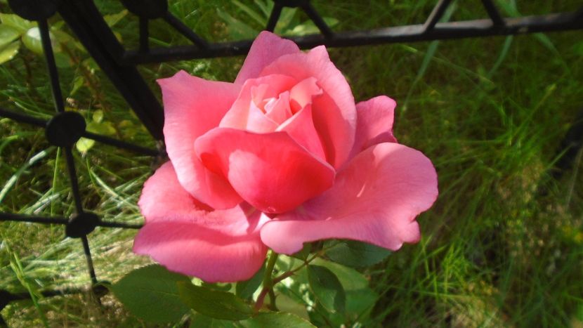 Trandafiri - Primavara 2020