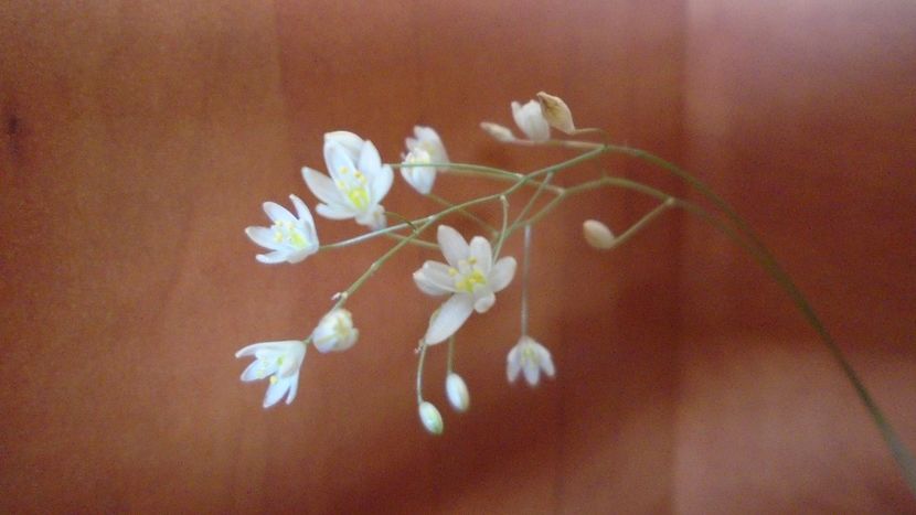 Ornithogalum sardienii - Caudiciforme - pachycaule si bulboase 2020