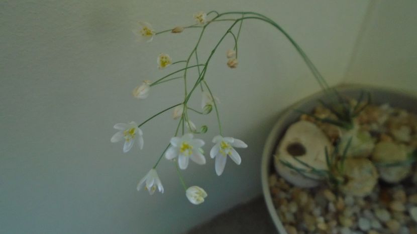 Ornithogalum sardienii - Caudiciforme - pachycaule si bulboase 2020