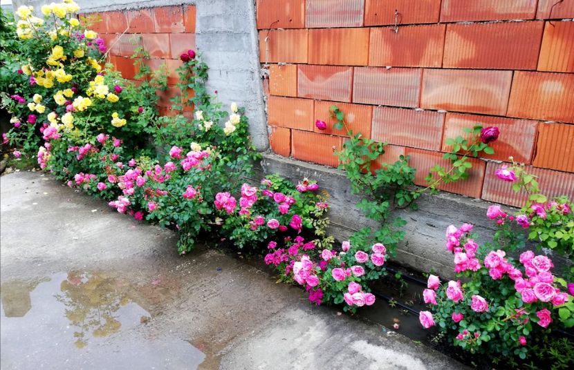  - Cum a evoluat gradina mea