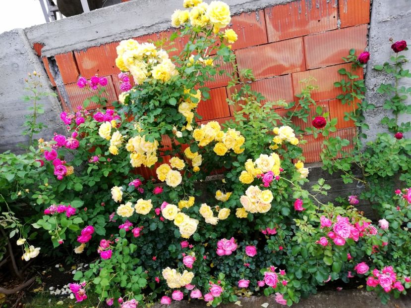  - Cum a evoluat gradina mea