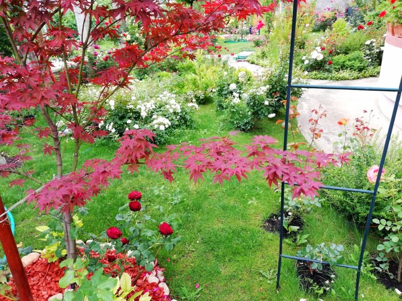  - Cum a evoluat gradina mea