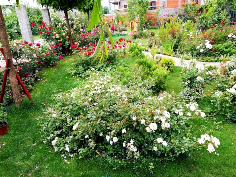  - Cum a evoluat gradina mea