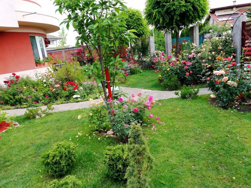  - Cum a evoluat gradina mea