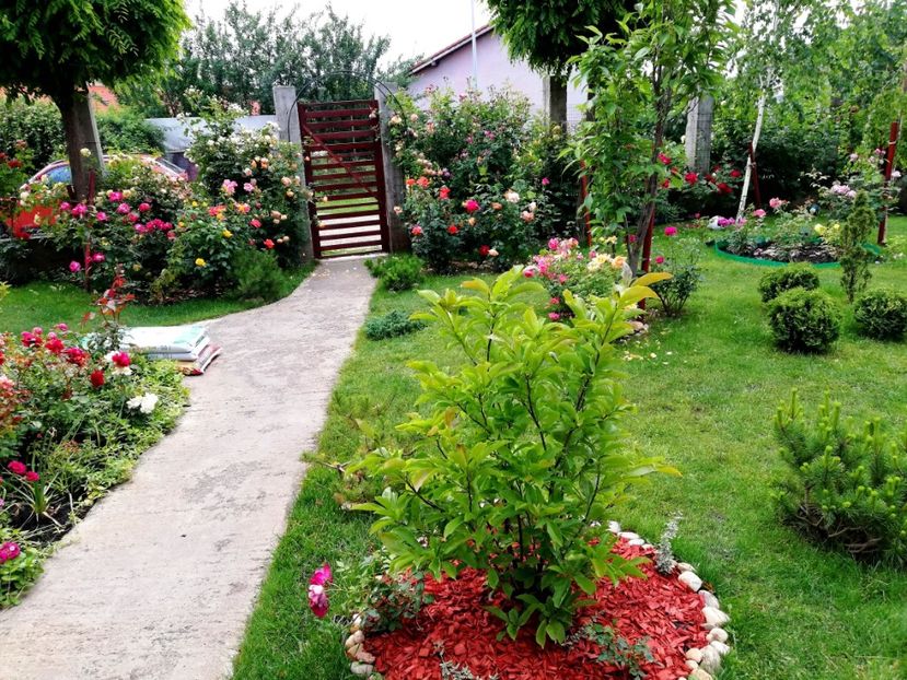  - Cum a evoluat gradina mea