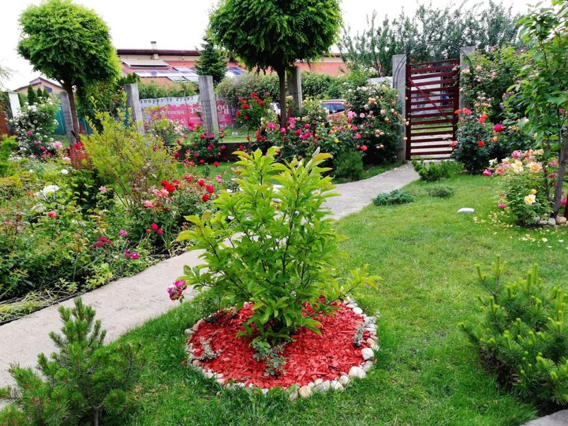  - Cum a evoluat gradina mea