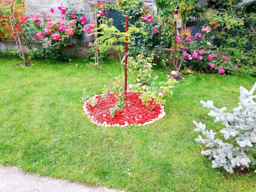  - Cum a evoluat gradina mea