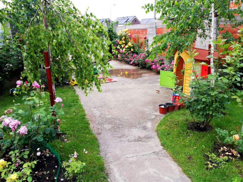  - Cum a evoluat gradina mea