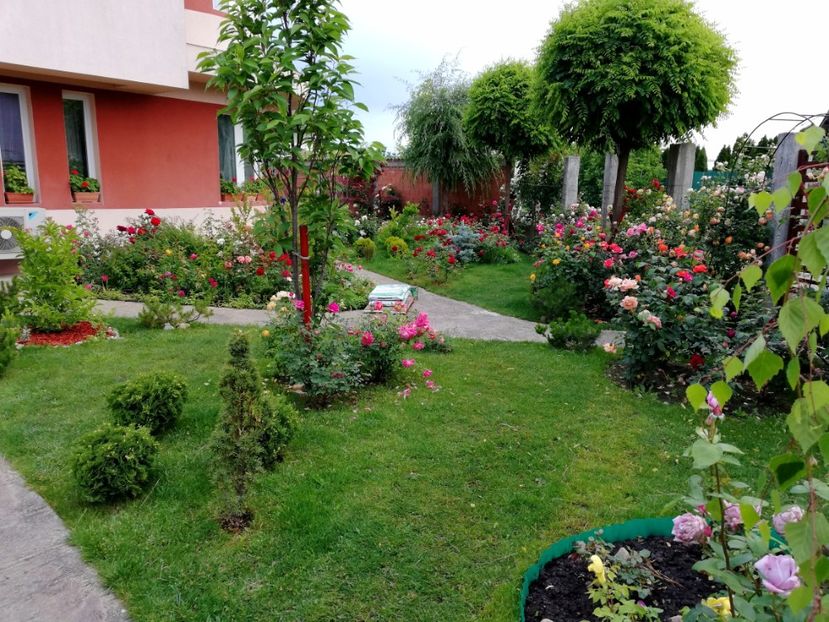  - Cum a evoluat gradina mea