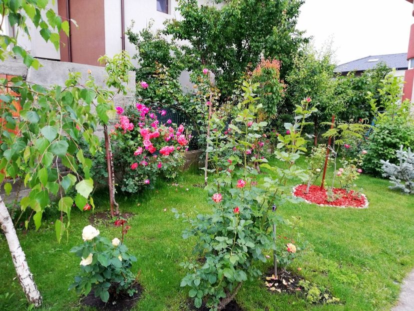  - Cum a evoluat gradina mea