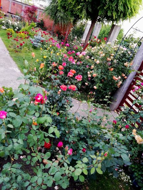  - Cum a evoluat gradina mea