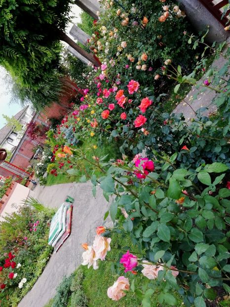  - Cum a evoluat gradina mea