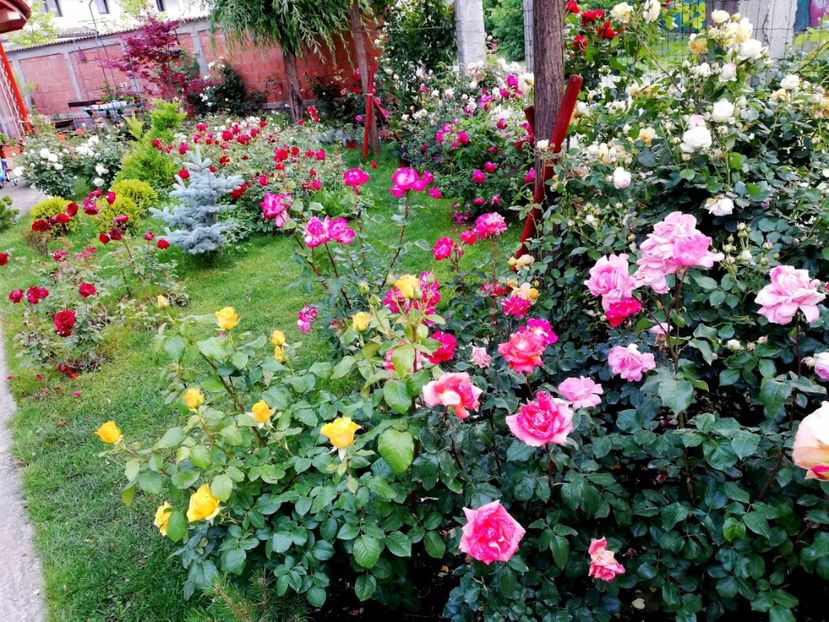  - Cum a evoluat gradina mea