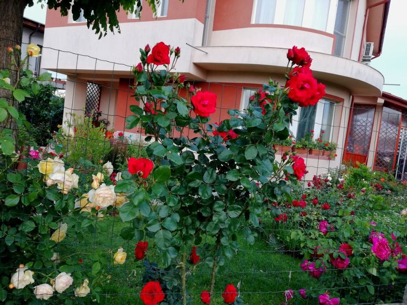  - Cum a evoluat gradina mea