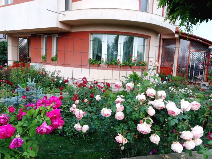  - Cum a evoluat gradina mea