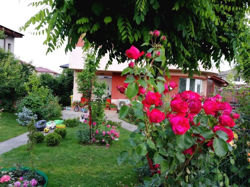  - Cum a evoluat gradina mea