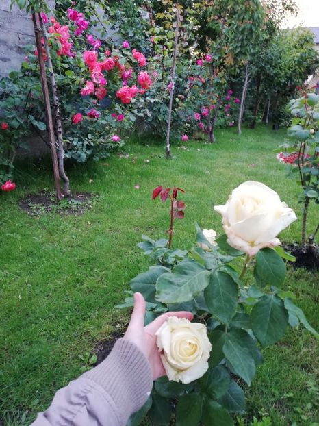  - Cum a evoluat gradina mea