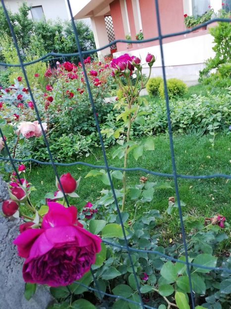  - Cum a evoluat gradina mea