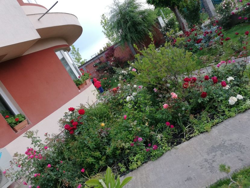  - Cum a evoluat gradina mea