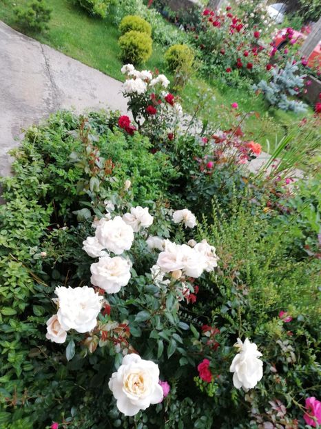  - Cum a evoluat gradina mea