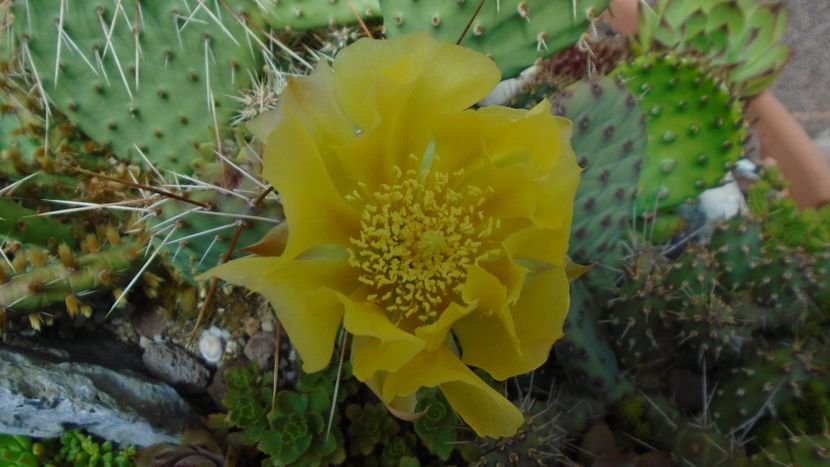 Opuntia phaeacantha - Cactusi 2020 evolutie primavara