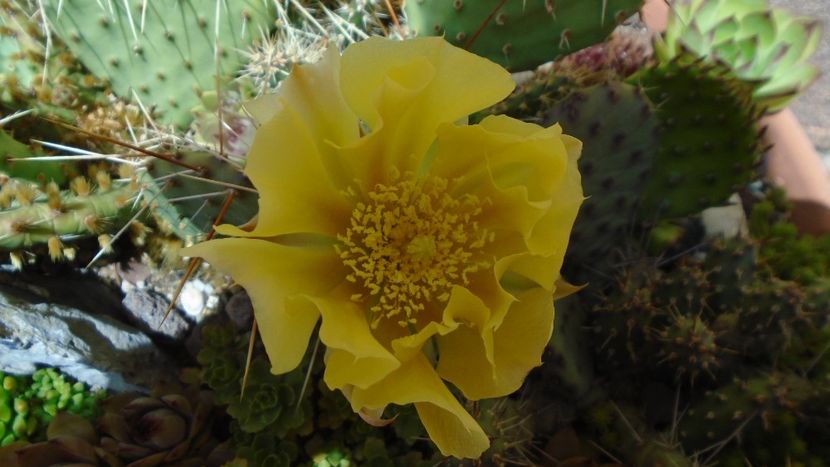 Opuntia phaeacantha - Cactusi 2020 evolutie primavara