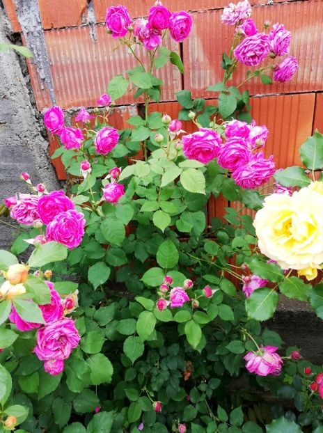  - Rimosa urcator