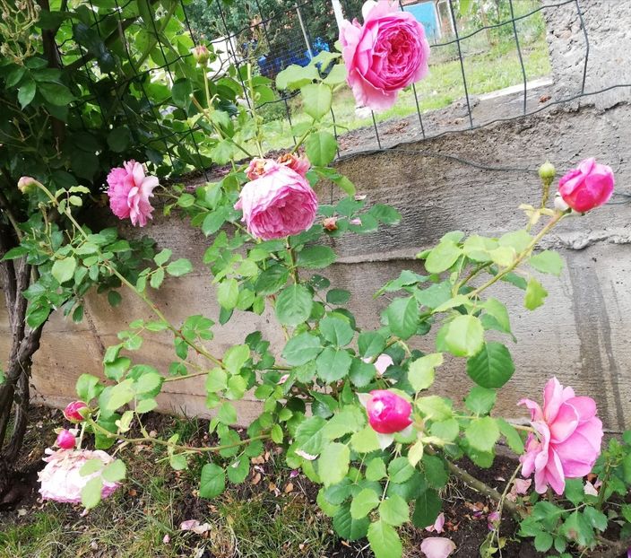  - Princess Alexandra of Kent