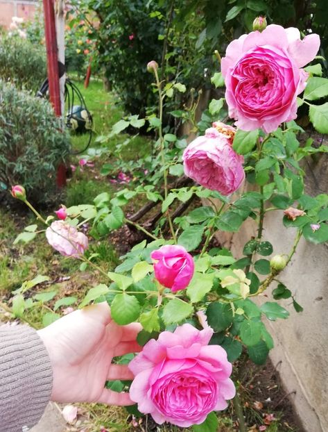  - Princess Alexandra of Kent