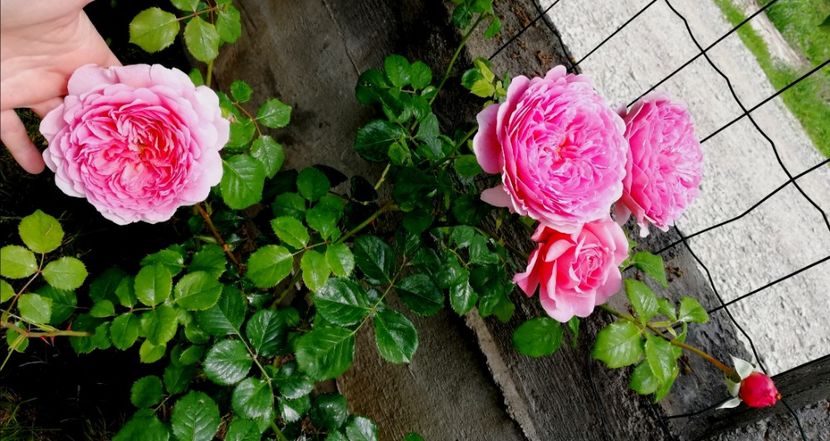  - Princess Alexandra of Kent