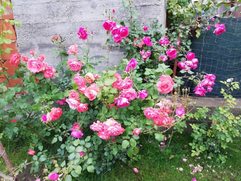  - Dee dee Bridgewater