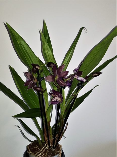  - Zygopetalum