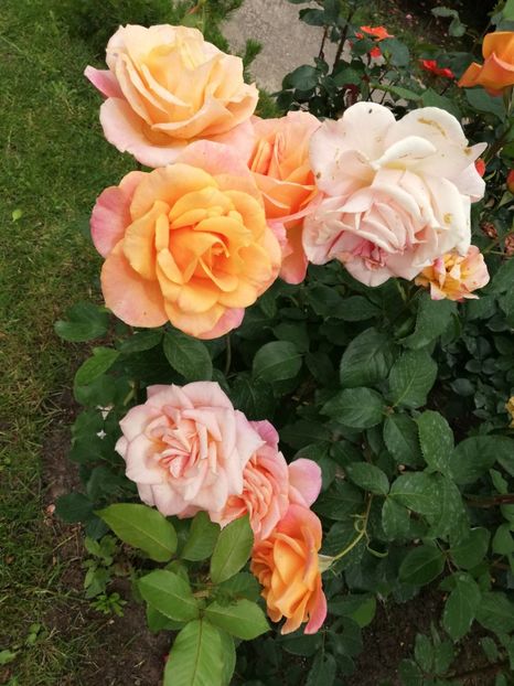  - Trandafiri comerciali