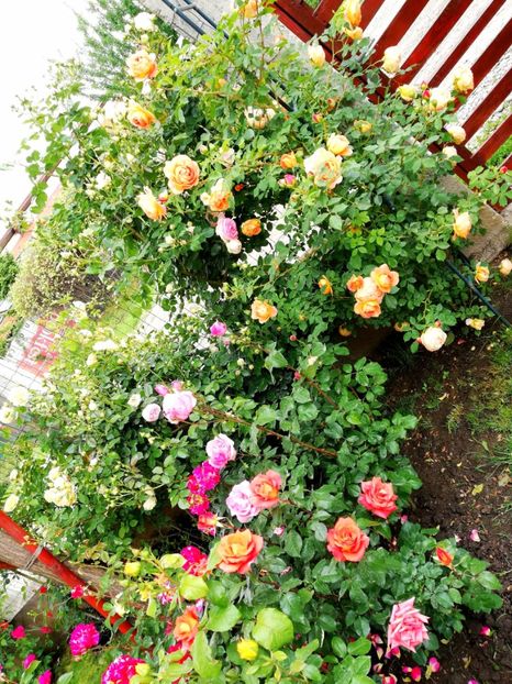  - Trandafiri comerciali